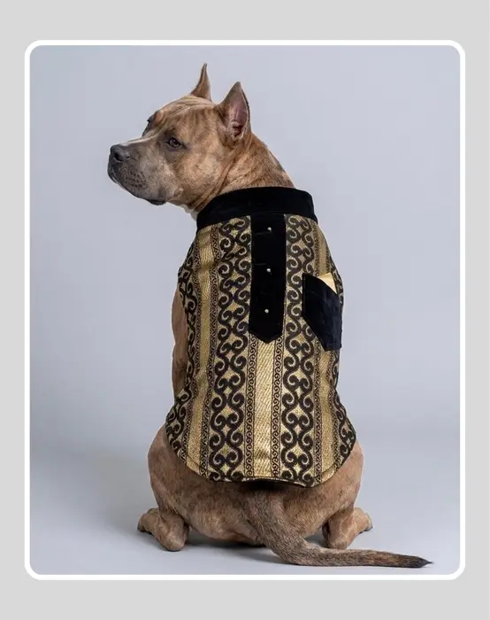 Classic Indian Black & Gold Sherwani