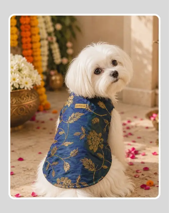 Elegant Sherwani for Dogs & Cats