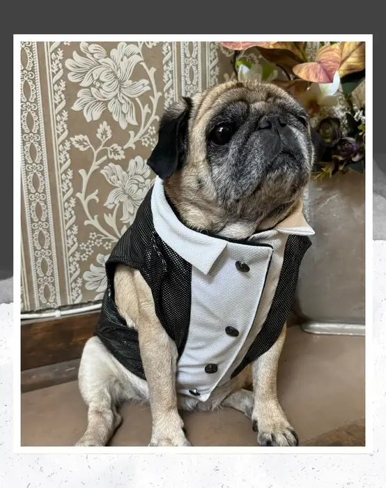 Black Shimmer Tuxedo