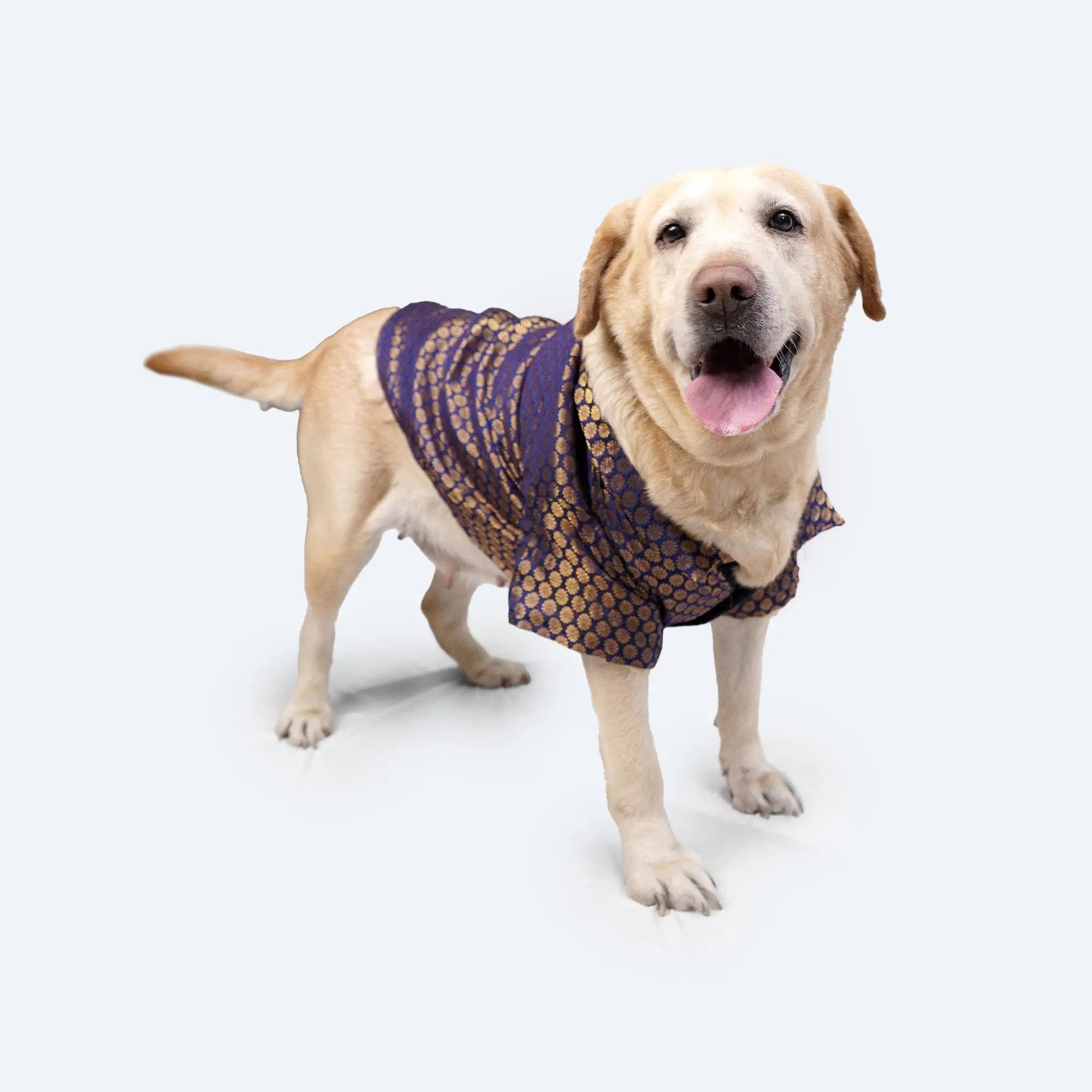 Navy Blue Occasion Wear Shirt For Dogs