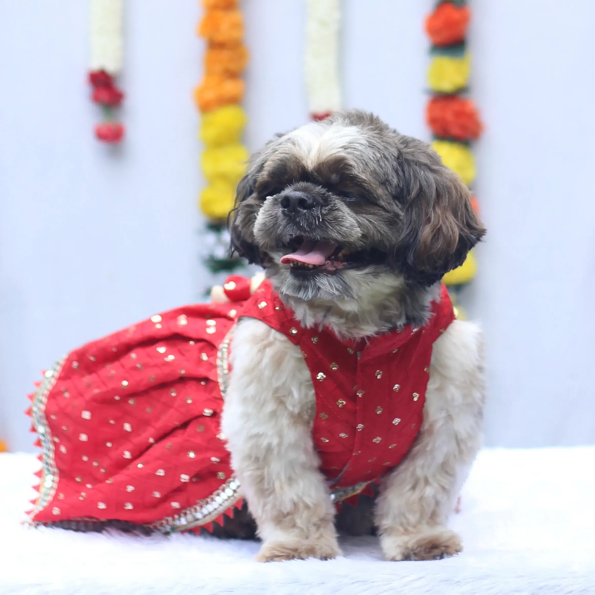 Red Shahi Lehenga Dress For Dogs